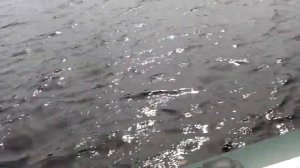 Mercury 2.5 + dingo 29F