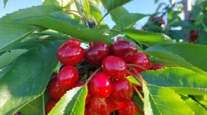Κερασιές Pacific red 4 ετών. Χαρακτηριστικά της ποικιλίας και συμπεριφορά στα πρώτα χρόνια.