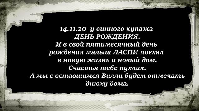 Котята выбирают себе хозяев!