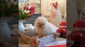 Белый померанский шпиц (pomeranian white)