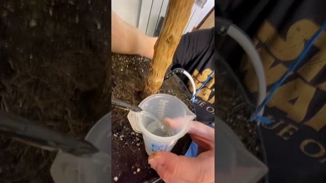 3690 PPM на перечном дереве?! ? ЧТОО??? #scoville #carolinareaper #pepper #shorts смотреть онлайн