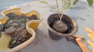 Blue Flower Vine / बेल Balcony railing Pot कहीं भी 4 se 5 ghante ki Dhoop में Grow kare Repot