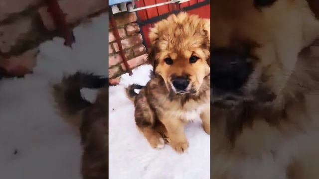 Щенки тибетского мастифа. Эти крошки вырастут и будут весить под 100 кг) смотреть онлайн