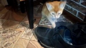 Кот в сапогах