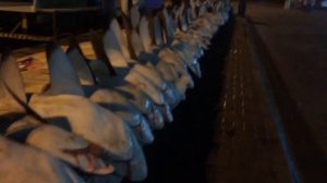 100 мертвых акул в Дубай 18+