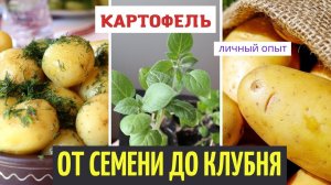 Картошка из семян От посева до сбора урожая Результаты эксперимента