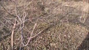 Верба или ива  Как отличить