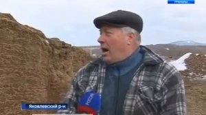 Сенаж для крс
