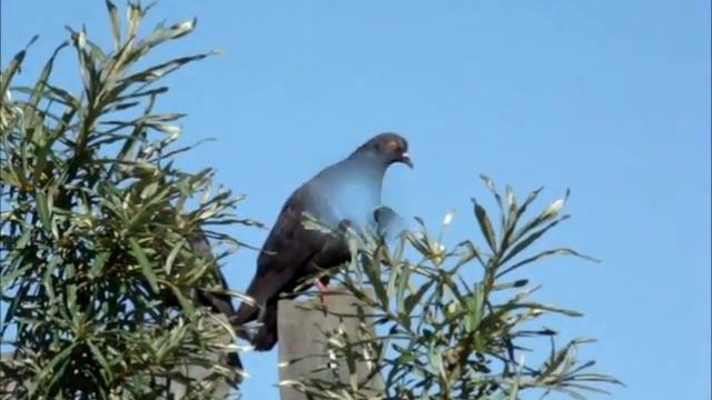 На заборе голуби смотреть онлайн