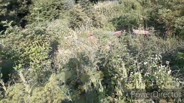 Пермакультура в засуху. Без полива и притенений изобилие разнотравья, и в нём растёт сочный урожай.