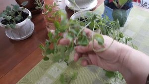 Прищипывание душистого горошка, результат. Рассада.