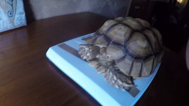 How Much Does a 1 year old Sulcata Tortoise Weigh? смотреть онлайн