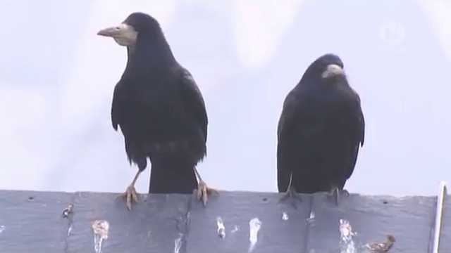 Ворона песня видео. Пегий ворон. Corvus Bennetti. Эдит для видео вороны видео. Ворона-проказница (DVD).