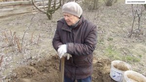 Как ПРАВИЛЬНО  ПОСАДИТЬ новое дерево на место предыдущего.