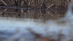 РУЧЕЙ ПО КОЛЕНО КИПИТ РЫБОЙ!!! САЗАН, КАРАСЬ, ЩУКА ХОДЯТ ПОД НОГАМИ!!! Рыбалка на поплавок.