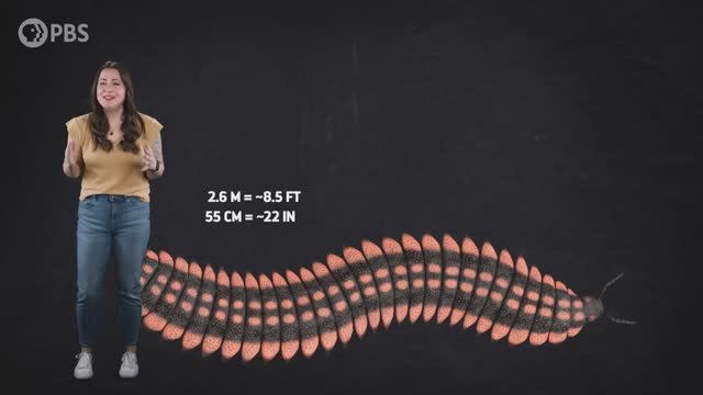 Когда царили гигантские многоножки (When Giant Millipedes Reigned)