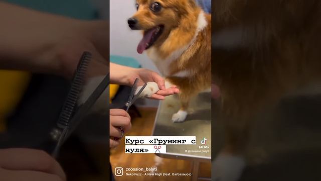 grooming_курсы_стрижка_собак.mp4