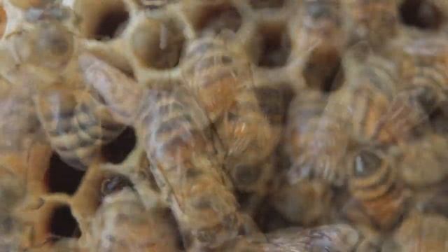 Пчелы | Улей | Видео для релаксации | Bees | Beehive | Relaxation videos смотреть онлайн