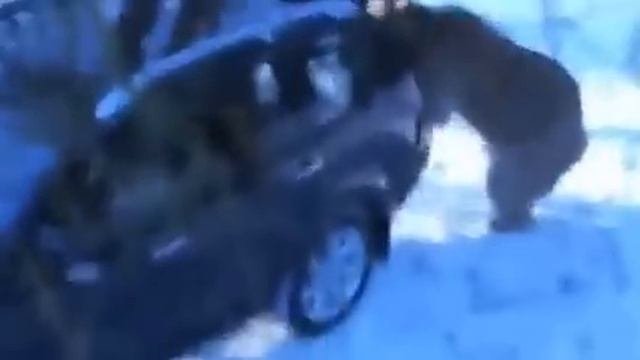медведь шатун проснулся