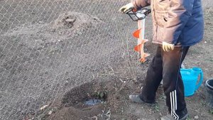 Посадка саженца винограда под бур