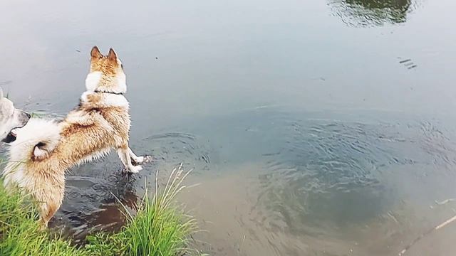 Лайки вне охоты