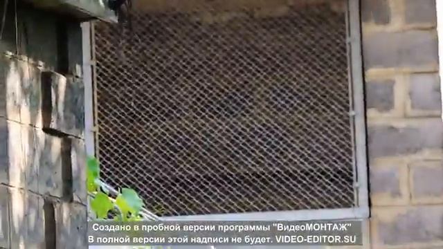 Старониколаевские голуби. Голубиный рай смотреть онлайн