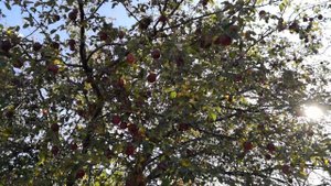 Самодельный плодосборник для яблок за 3 копейки .