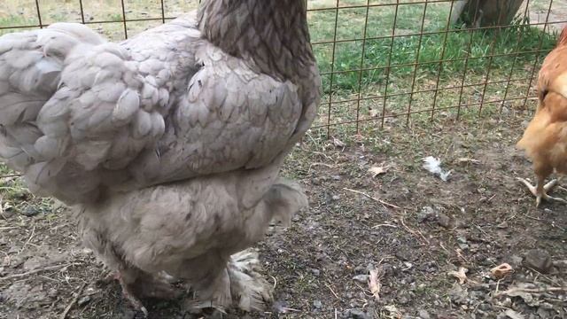 Самые красивые куры!Простые домашние куры смотреть онлайн