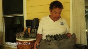 Mastodon Jawbone and Gomphotherium Teeth