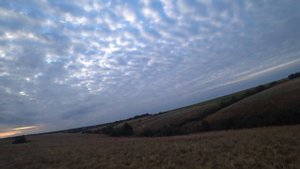 Первые нагонки по зайцу молодых гончих