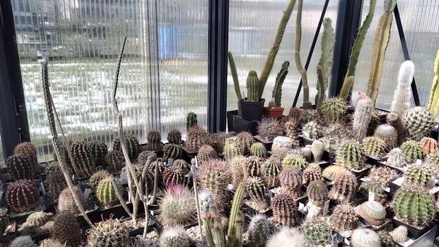 Кактусы.Маммилярии.Лофофора.Нотокактус.Турбиникарпусы.Ферокактус в бутонах.