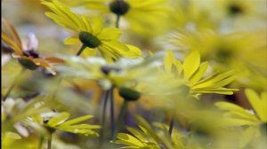 07. Великие равнины