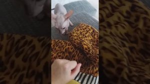 Сфинкс кусается,злая кошка #spfinx /Angry cat sphinx