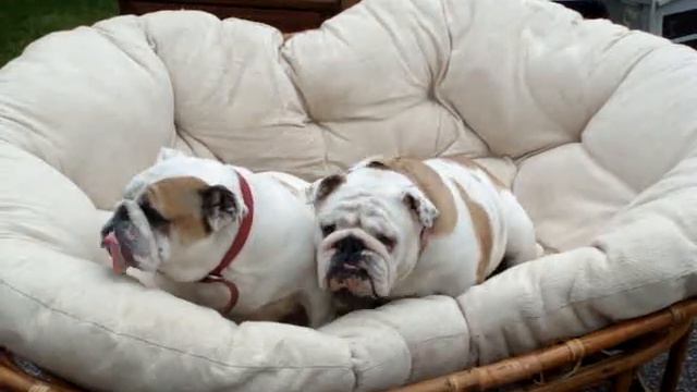 Star and Petunia the Bulldogs at the Garage Sale смотреть онлайн