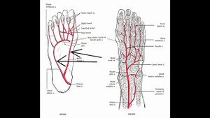 Артерии стопы  Анастомозы стопы