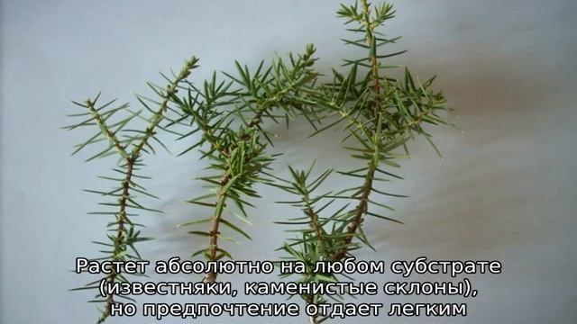 Можжевельник прибрежный Шлягер: описание, посадка и уход смотреть онлайн