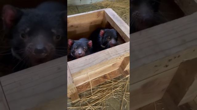 Какие звуки издает тасманский дьявол