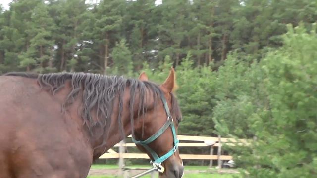 24 04 22 Пасха ,кони ,поросята весна! смотреть онлайн