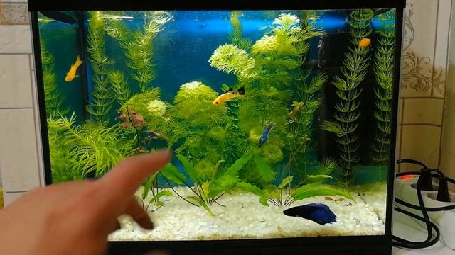 Новые рыбки добавил в оба аквариума #NIK_72 смотреть онлайн