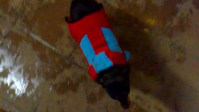 Собака в красном пальто
