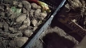 Хранение клубней Георгин и Канн зимой