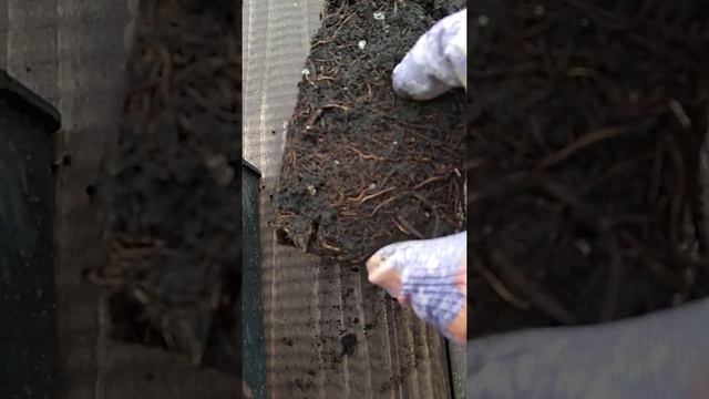 ПЛЮСЫ И МИНУСЫ ПОКУПКИ САЖЕНЦЕВ В ГОРШКАХ.  Почему не приживаются сажецы.