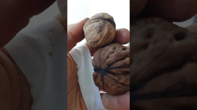 руки чёрные, ножом поранилась, но орехи очень вкусные смотреть онлайн