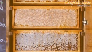 Мед разнотравный