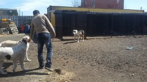 Бугай Алабай. Щенкам 6 месяцев. Готовимся к майским выставкам.