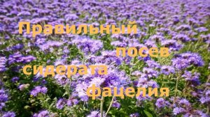 Правильный посев сидерата фацелии!
