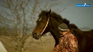 Конный завод | Агро-Галан | Часть 2