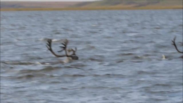 Дикие олени переплывают Хатангу. смотреть онлайн