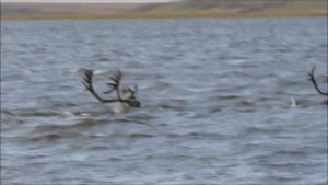 Дикие олени переплывают Хатангу.