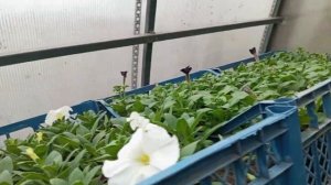 Обзор кустовой петунии,  2 месяца от посева.